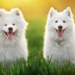 The well-bred Samoyed is an intelligent, gentle, and loyal dog. He is friendly and affectionate with his family, including the children, and thrives on being part of household activity.