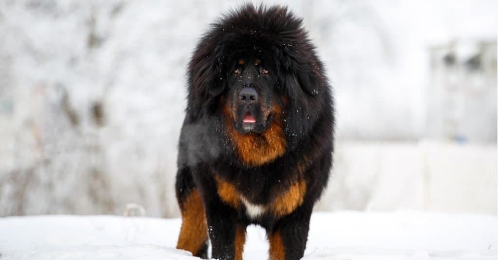 Most Expensive Dog Breeds: Tibetan Mastiff