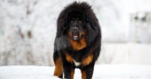 The Top 5 Reasons Tibetan Mastiffs Are the Perfect Guard Dog Picture