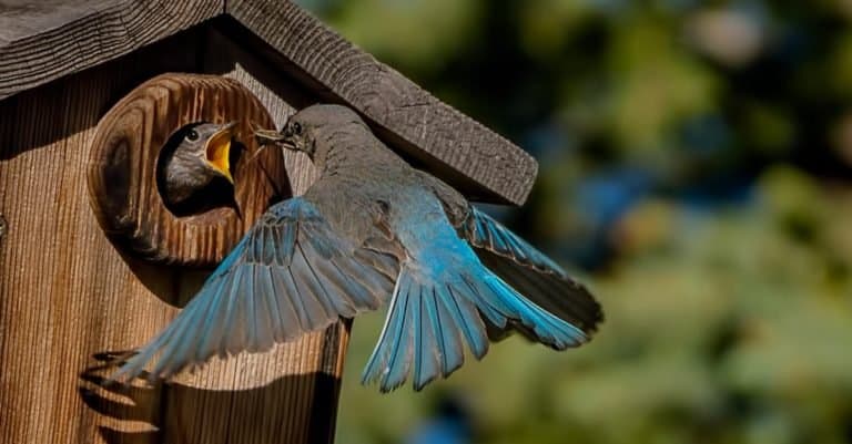 Male Mountain Bluebird feeding a hatchling.