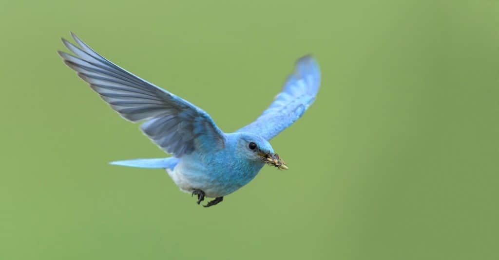 Adult male Mountain Bluebird (Sialia currucoides) flying at Kamloops, Canada.