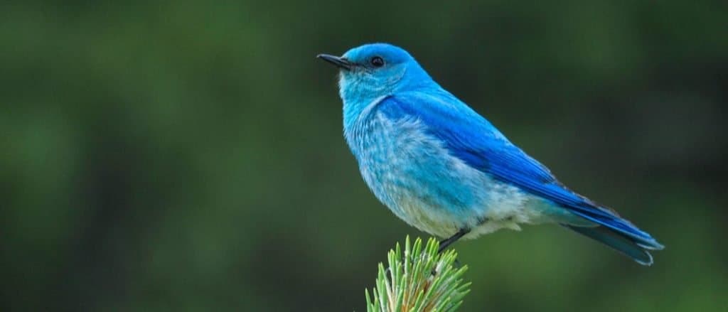 Mountain Bluebird sitting on a branch