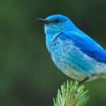 Mountain Bluebird