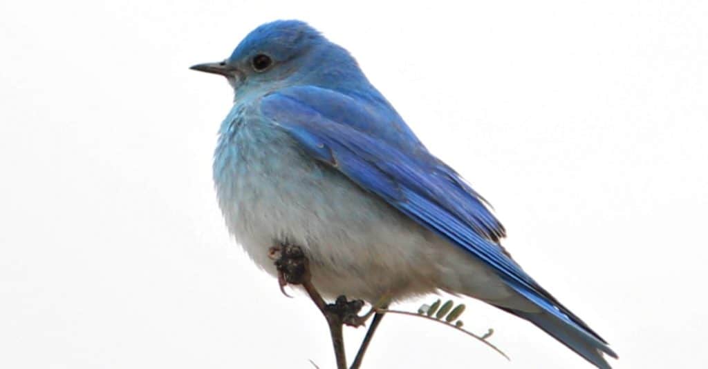 Mountain Bluebird isolated on a white background