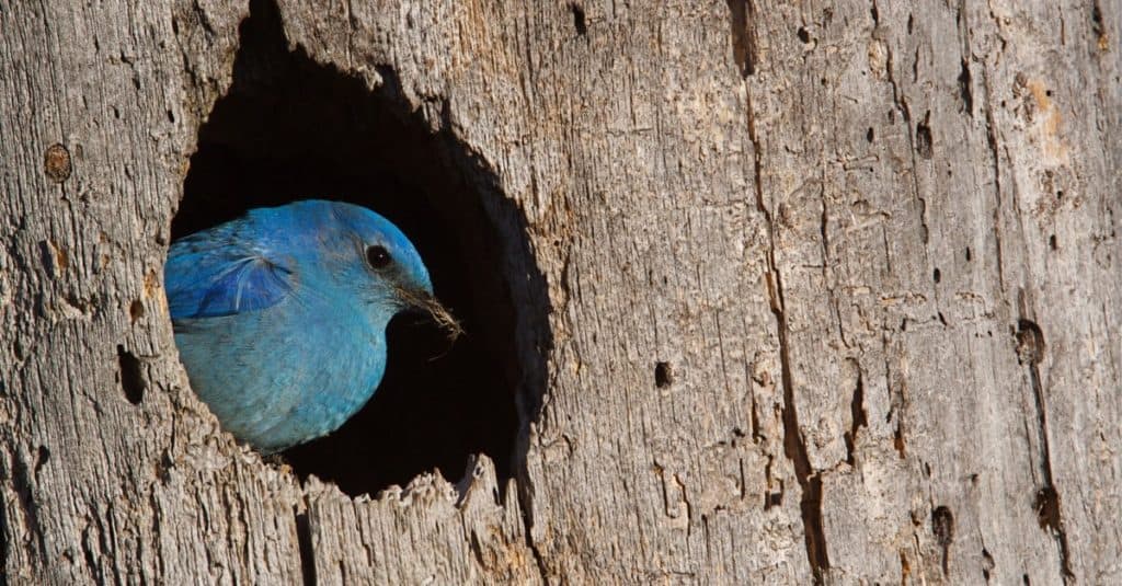 Mountain Bluebird, Sialia currucoides, male at nest hole at a cavity in a Ponderosa Pine.