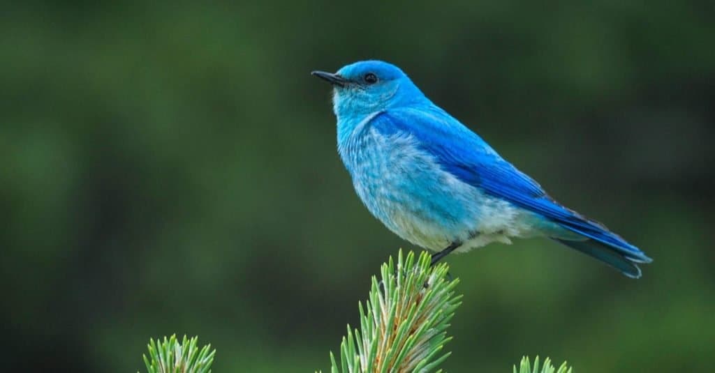 The mountain bluebird is a medium-sized bird weighing about 30 g with a length from 16–20 cm. They have light underbellies and black eyes. Adult males have thin bills and are bright turquoise-blue.