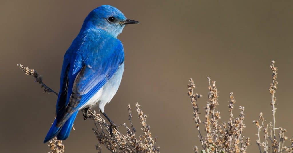 Mountain Bluebird sitting on a branch outside.