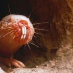 Naked mole-rat