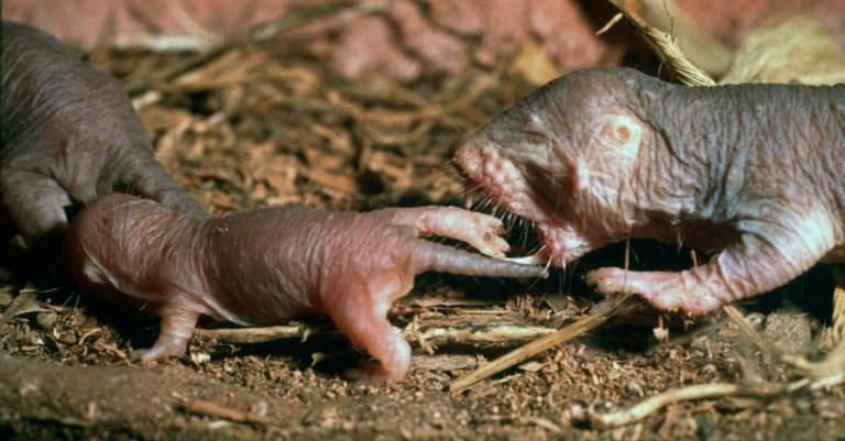 Naked mole rat (Heterocephalus glazer) adult taking juvenile back to brood chamber.