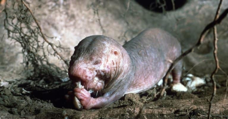 Naked mole rat in an underground chamber, using dexterous paws to hold food and feeding.
