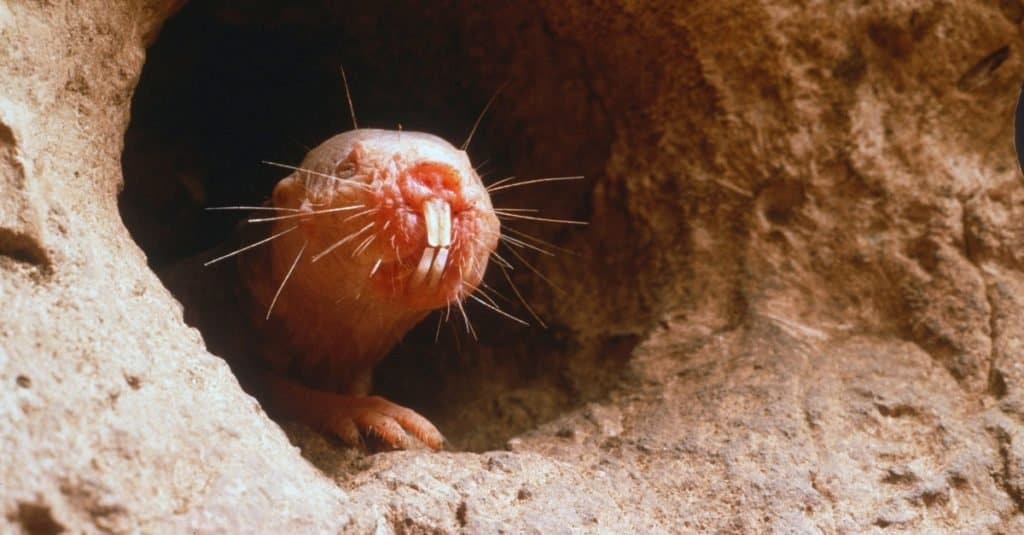 Naked mole rat guarding the underground tunnel