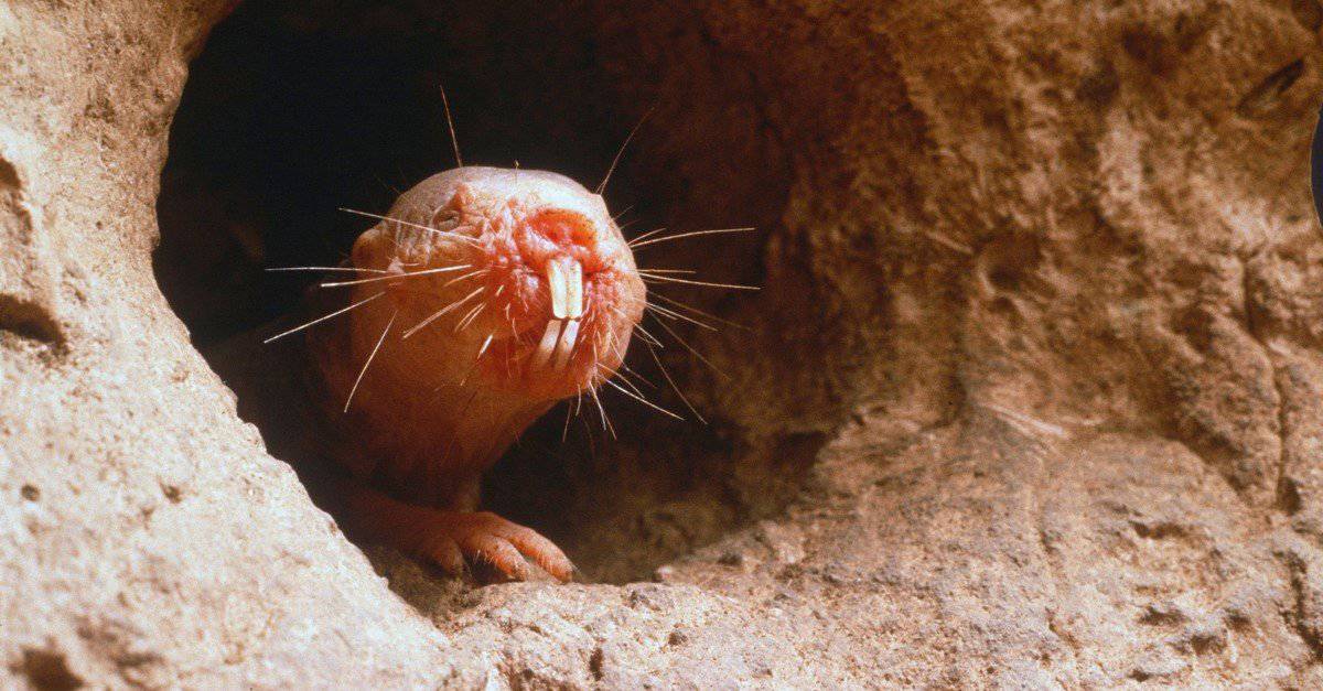 Naked mole rat guarding the underground tunnel