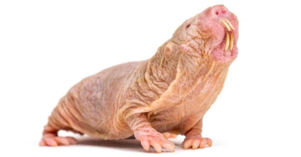 Naked Mole rat, hairless rat, isolated on white background