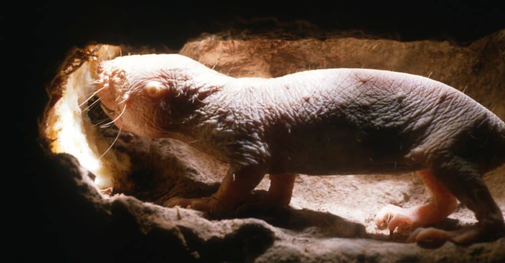 Tauperat nu (Heterocephalus glaber) mangeant des tubercules dans un tunnel souterrain