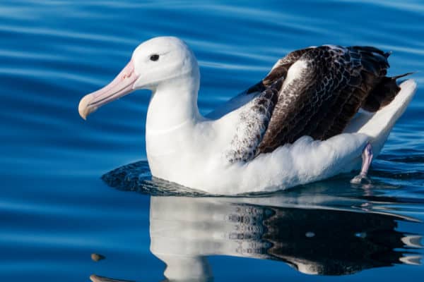 The Northern Royal Albatross doesn't mate until it turns eight years old.