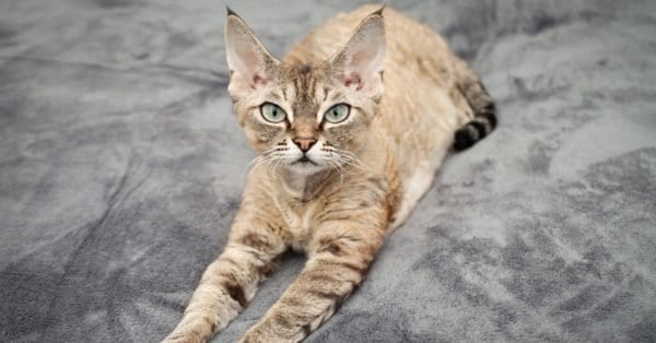 Devon Rex vs Sphynx: Key Differences Explained - A-Z Animals