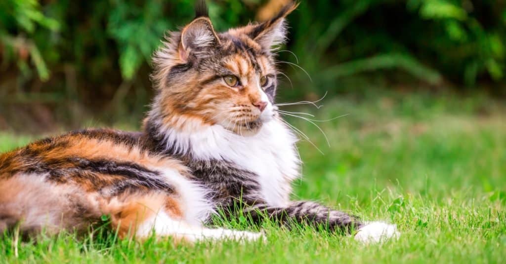 10 Incredible Maine Coon Facts A Z Animals   Oldest Cat Ever Maine Coon 1024x535 