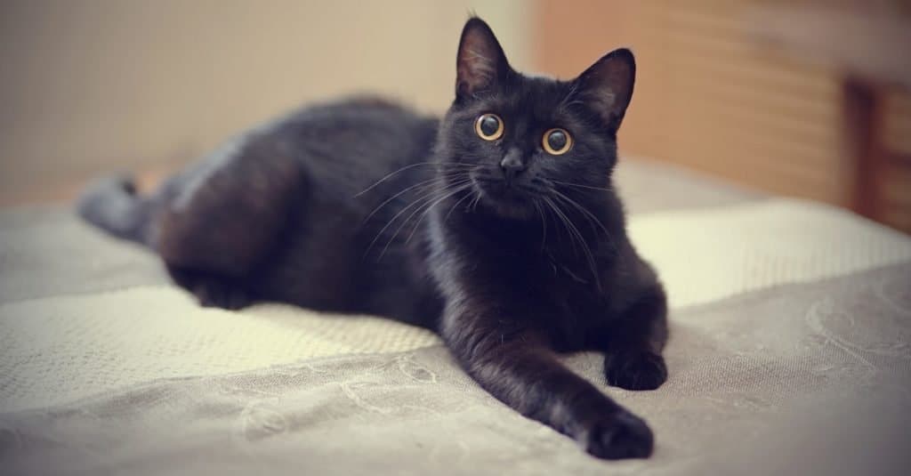 A black cat visiting your home may be a warning