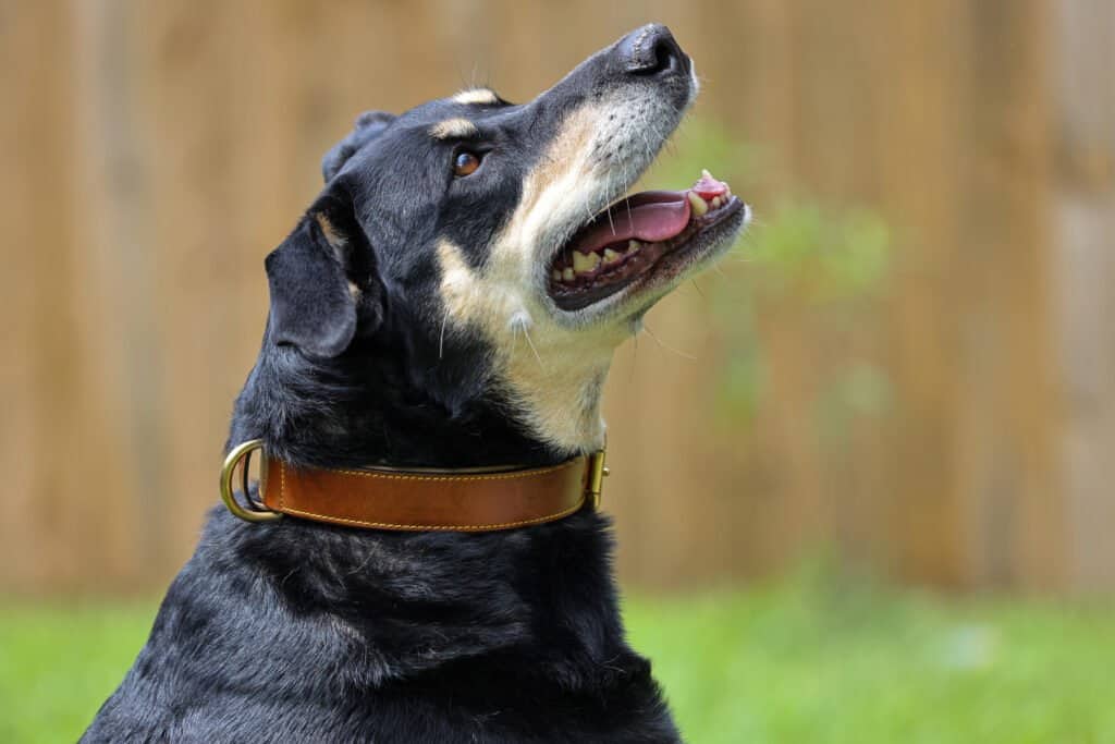 Sadie modeling the Soft touch padded leather dog collar