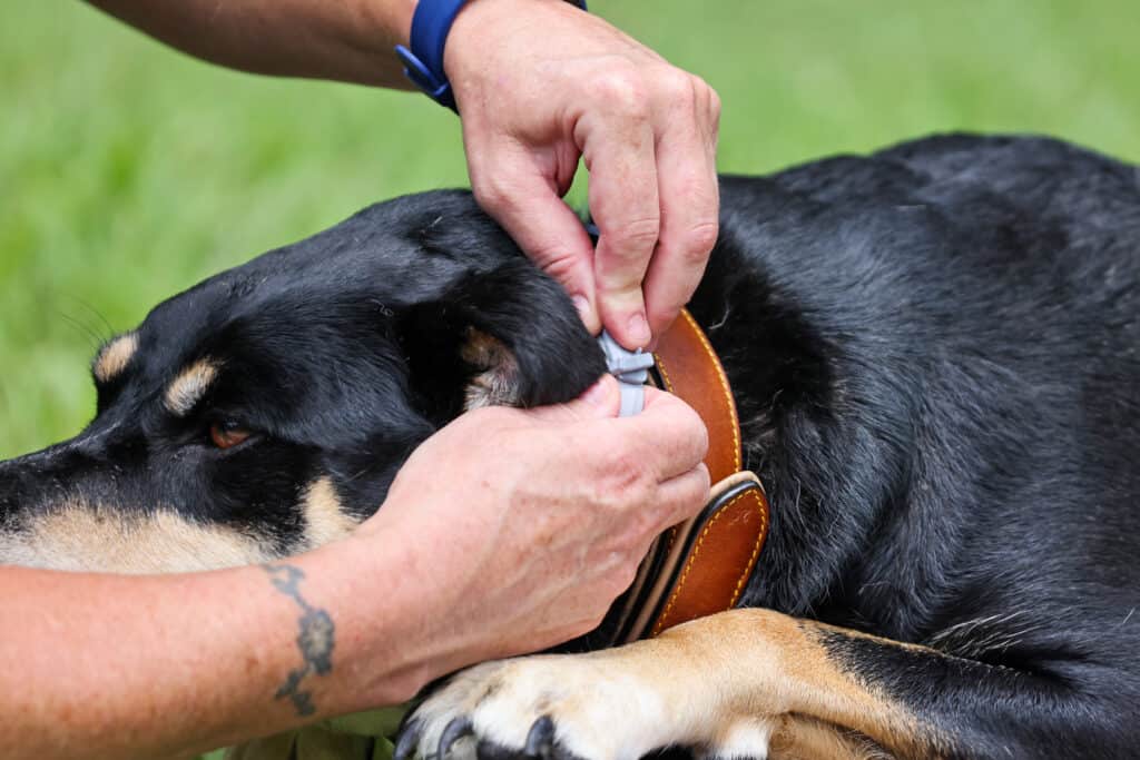 putting on the Seresto flea &amp; tick collar