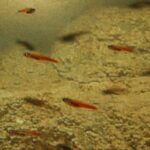 Prodip Fish The World's Tiniest Predators Are Small But Mighty - A-Z Animals