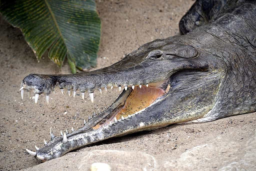 image of a crocodile with its mouth open