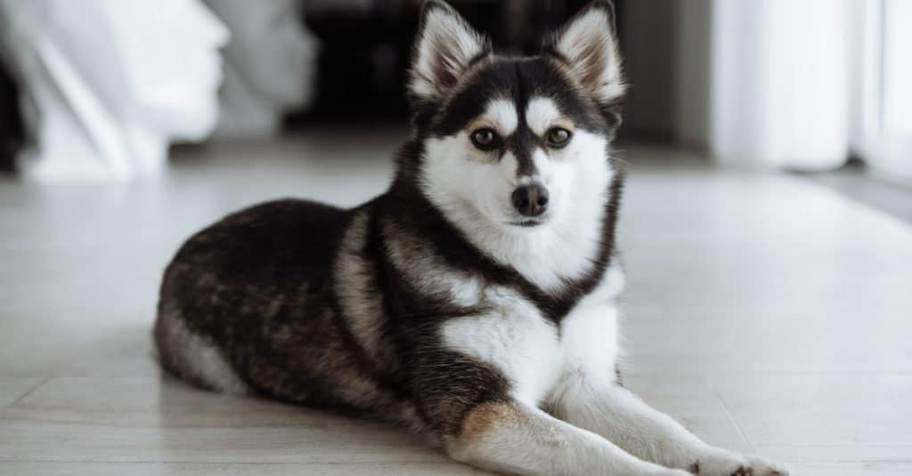 Pomsky lying down in the sitting room.