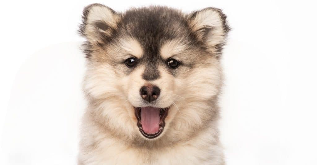 Pomsky on a White Background