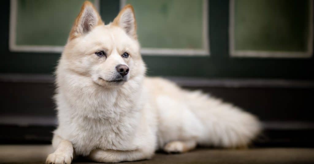 White Pomsky lying down in front of a green door.