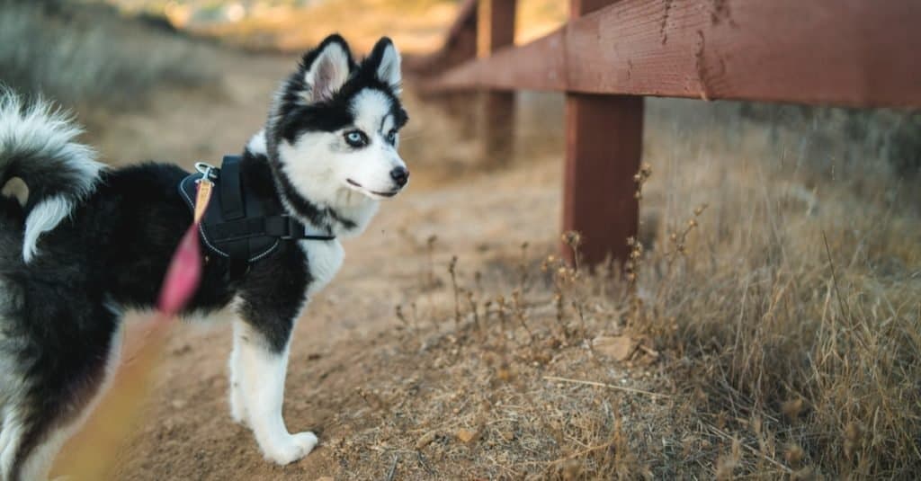 Pomsky out on a walk.