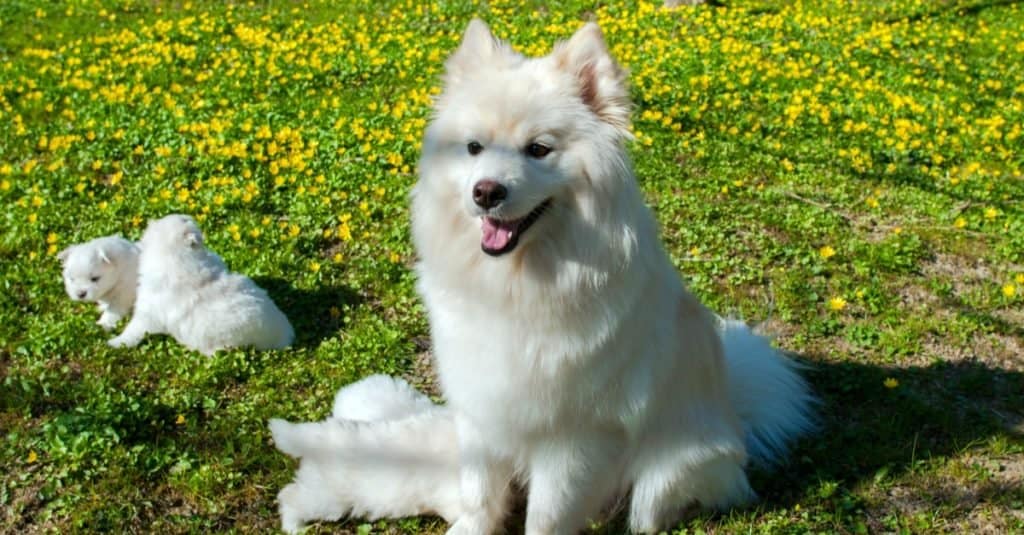 Pomsky female with puppies