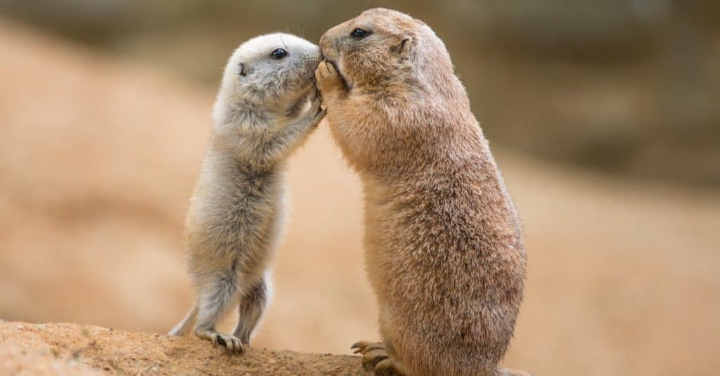 Adult prairie dog and a baby sharing their food.