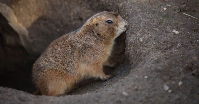 A Black-tailed Prairie Dog emerging from its burrow.