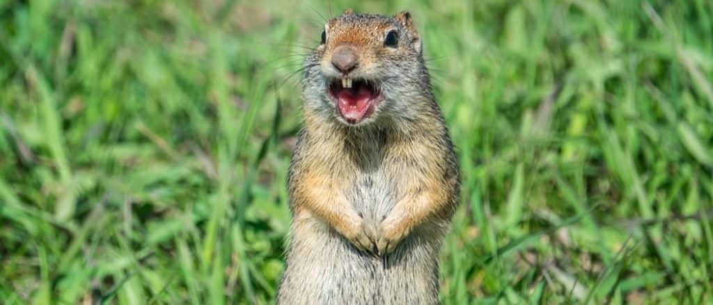 Prairie dog barking an alert