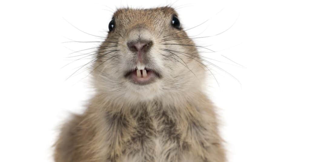 Black-tailed prairie dog, Cynomys ludovicianus, in front of white background