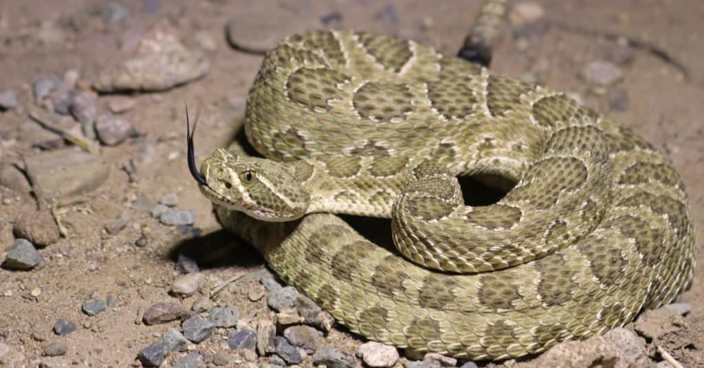 Prairie rattlesnakes are the largest of the three venomous snakes in Canada.