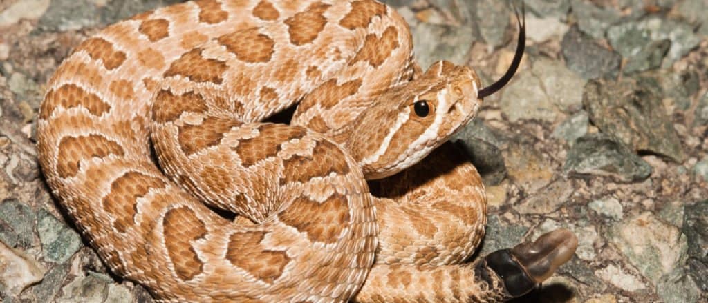 Prairie Rattlesnake