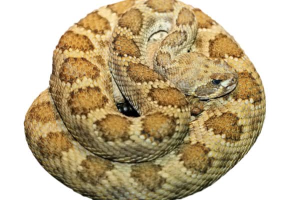 Prairie Rattlesnake Quiz: What Do You Know? - A-Z Animals