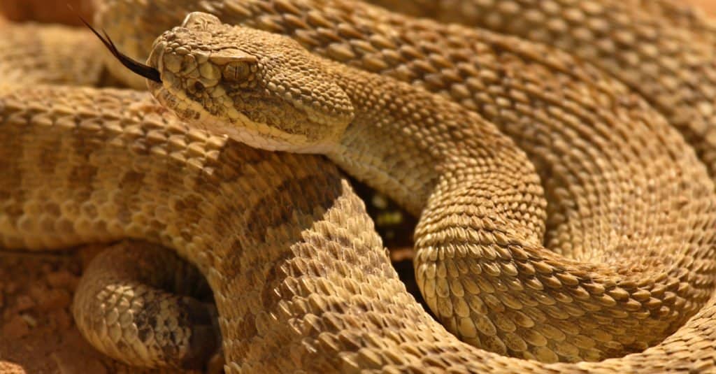 prairie rattlesnake