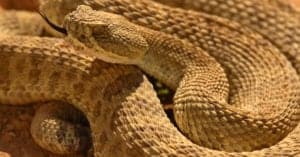 Discover South Dakota’s Only Rattlesnake Species Picture