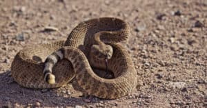 Black Snakes in North Dakota  Picture