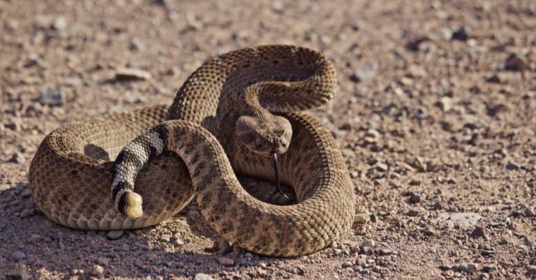 A brown prairie rattlesnake , coiled and ready to strike, against a neutral background od dirt and small pebbles.
