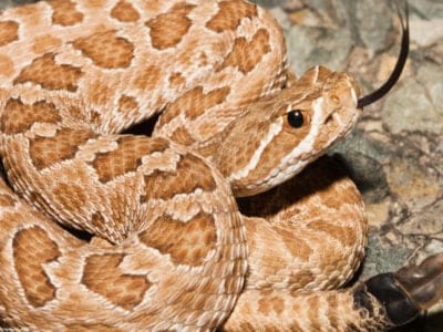 A Prairie Rattlesnake Quiz: What Do You Know?