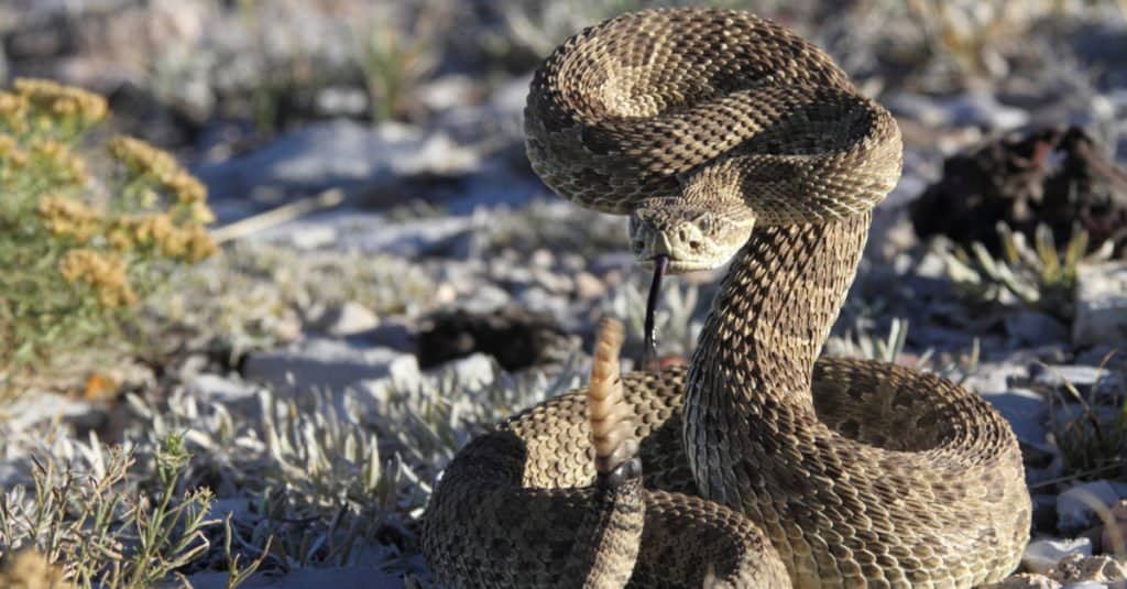 Rattlesnakes in New Mexico