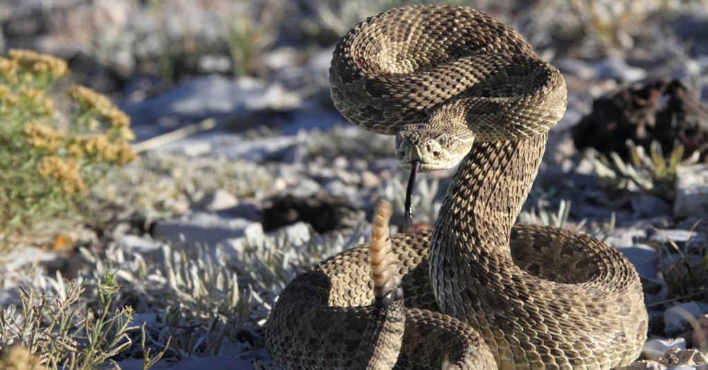 prairie rattlesnake rearing to strike