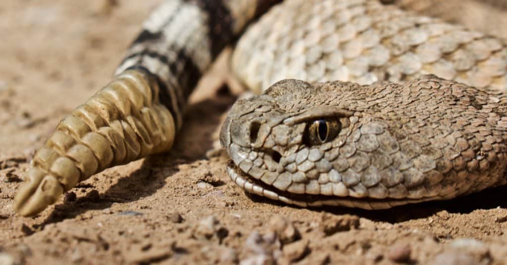 Spider-Tailed Horned Viper Animal Facts  Pseudocerastes urarachnoides -  A-Z Animals