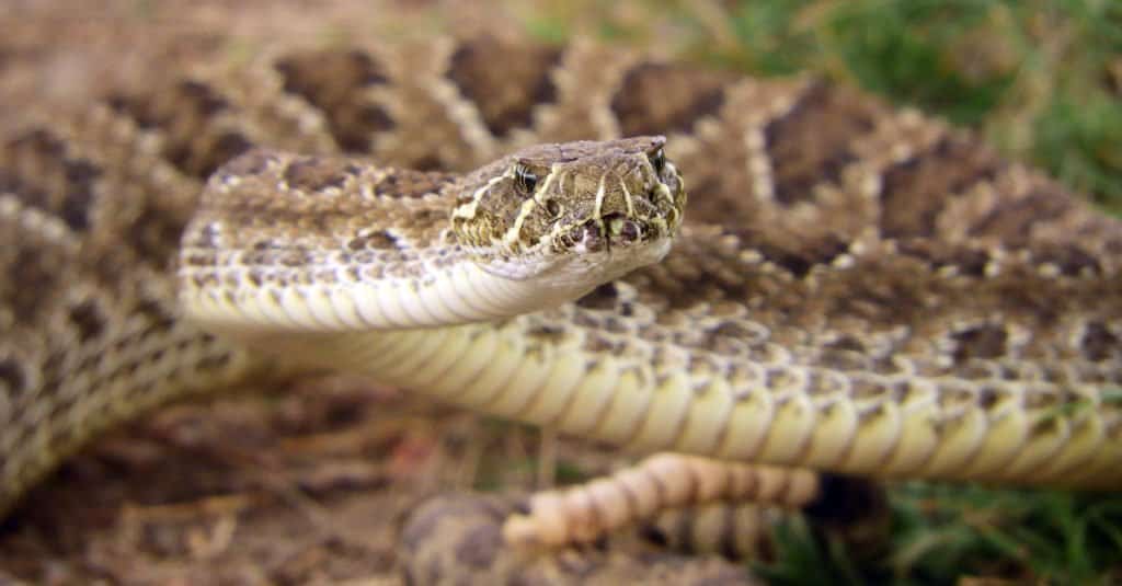 Snakes in Idaho - Prairie Rattlesnake 