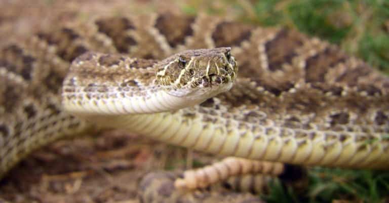 Snakes in Idaho - Prairie Rattlesnake