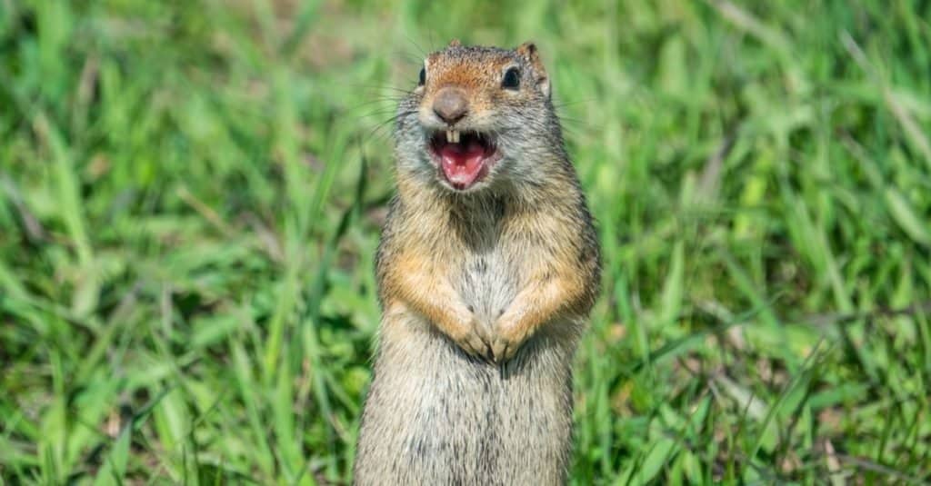 Prairie dog barking an alert