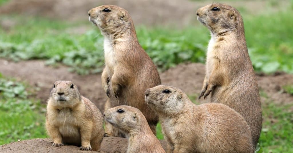 A family of curious prairie dogs stay on the lookout.